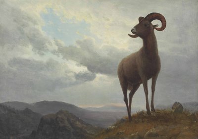 Long Horned Sheep by Albert Bierstadt